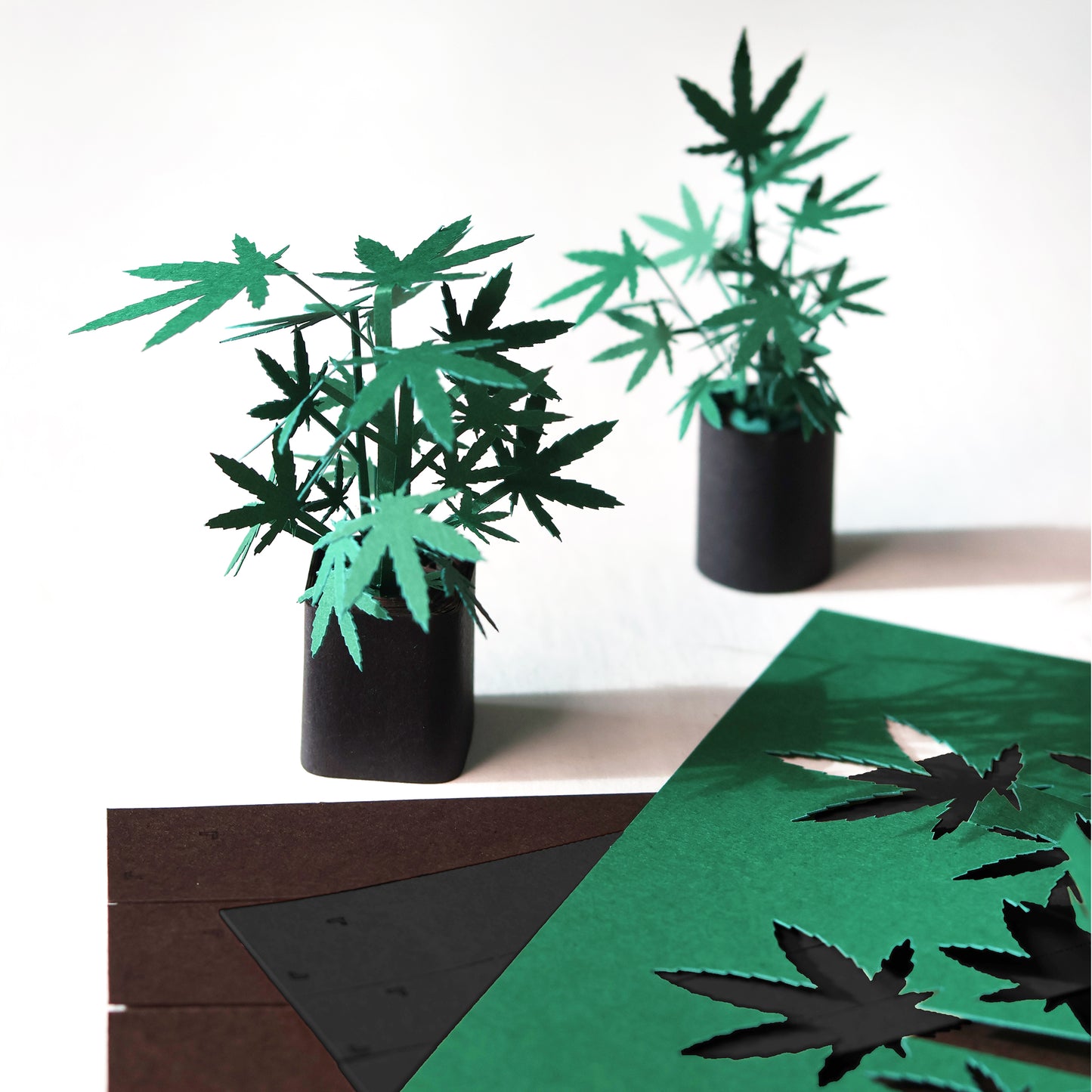 Pikkii Paper Weed Plants