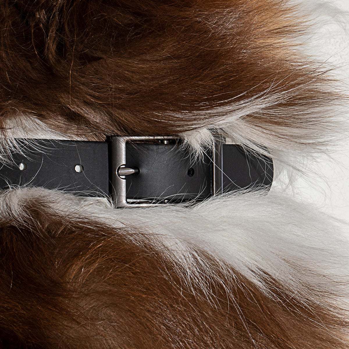 Wild One Dog Collar Extra Small Black