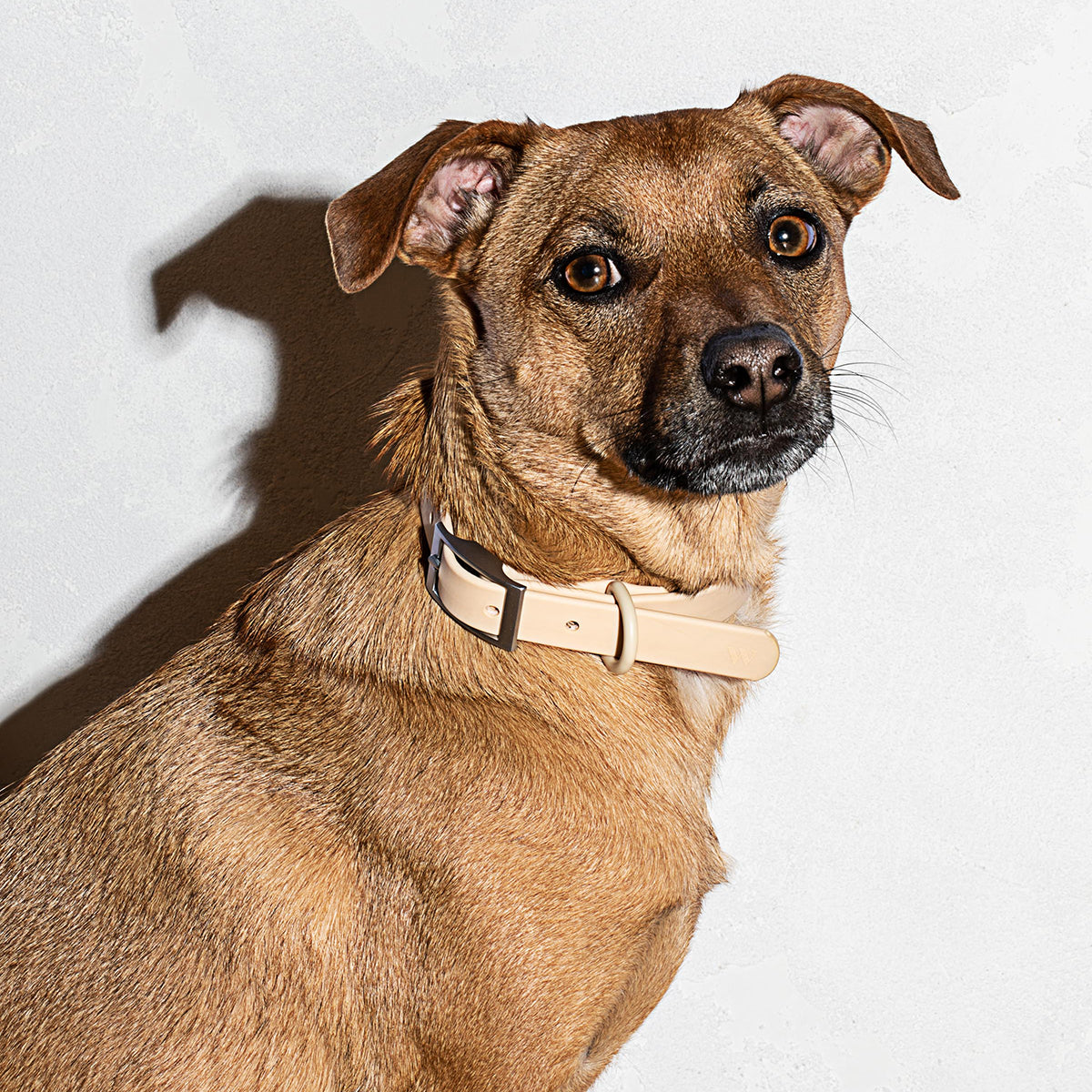 Wild One Dog Collar Extra Small Tan