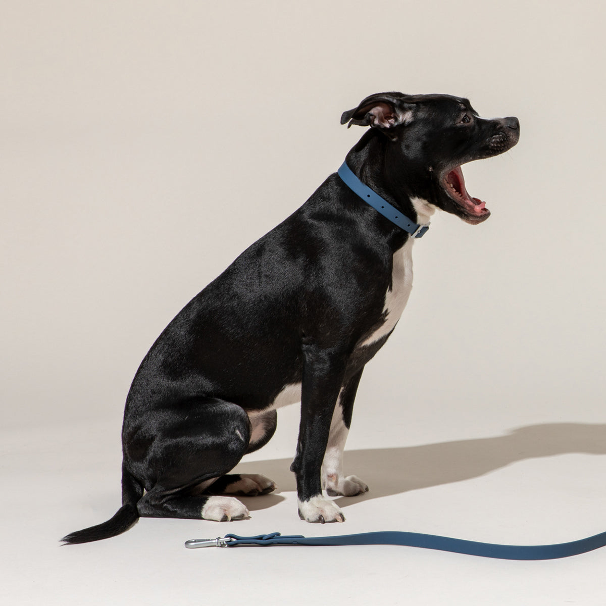 Wild One Dog Collar Large Navy