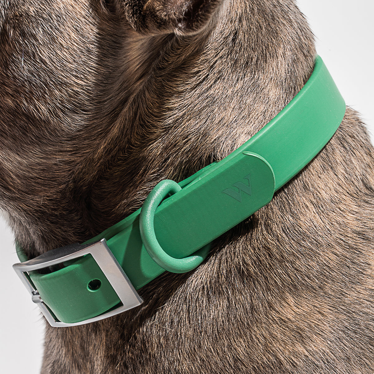 Wild One Dog Collar Medium Spruce