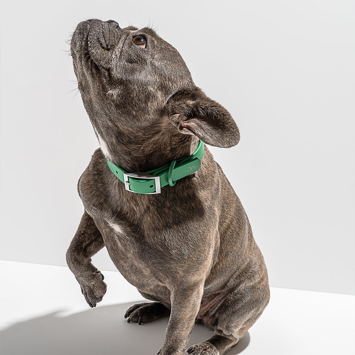 Wild One Dog Collar Small Spruce