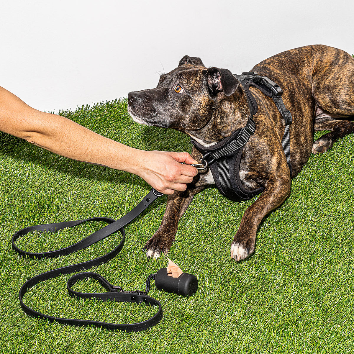 Wild One Dog Harness Large Black