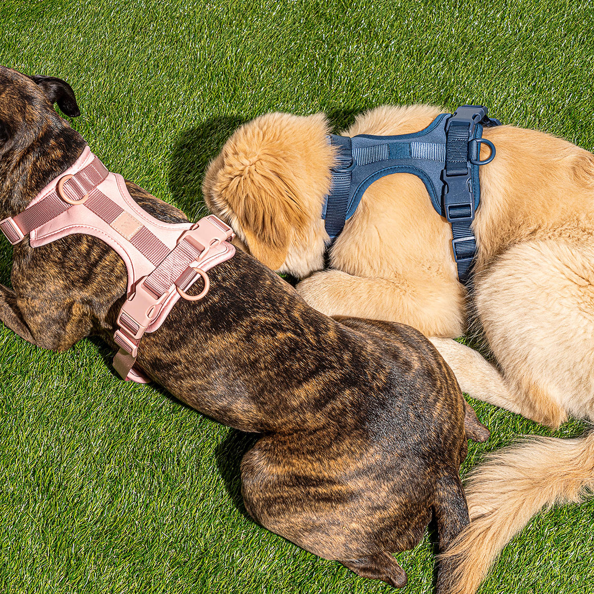 Wild One Dog Harness Large Blush