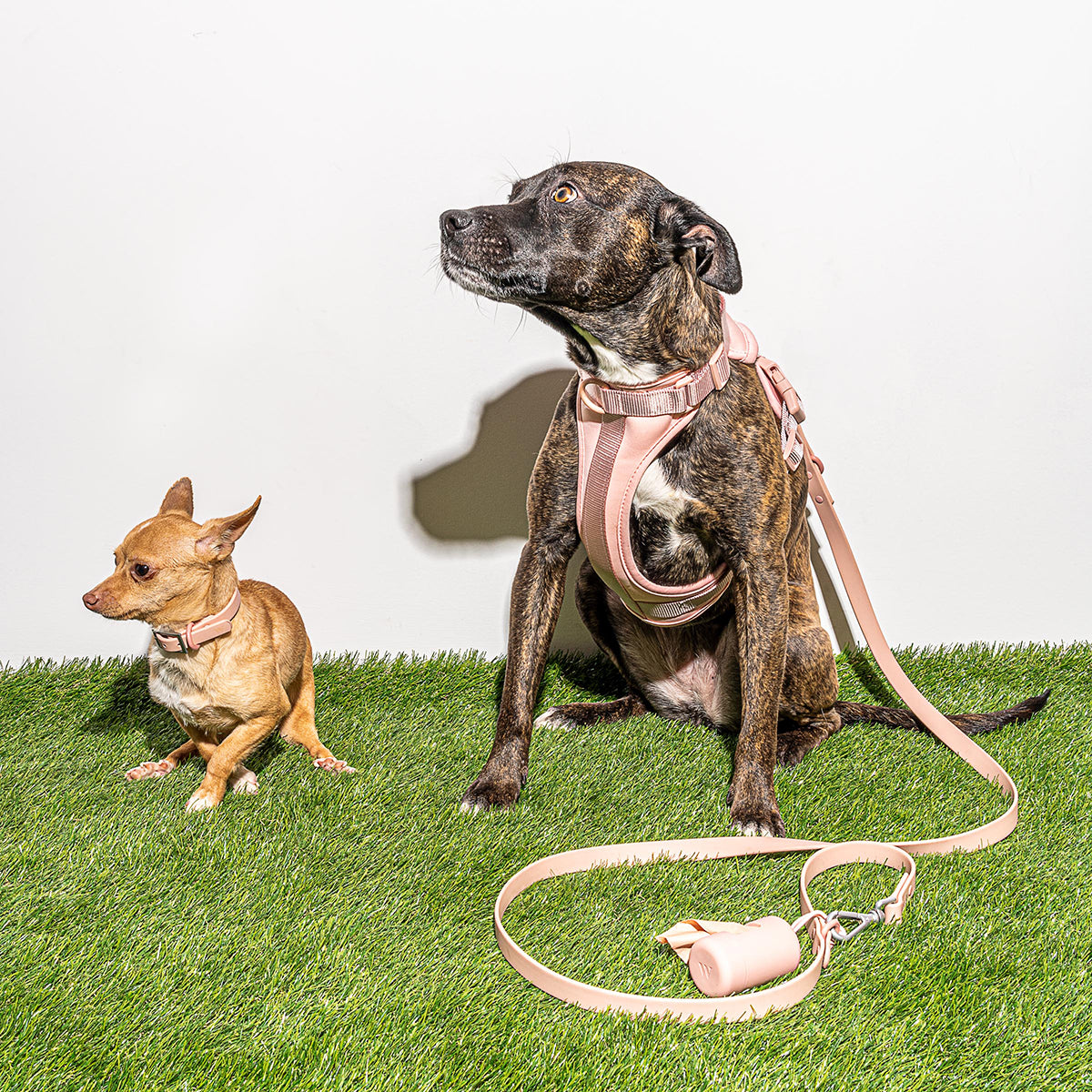 Wild One Dog Harness Large Blush