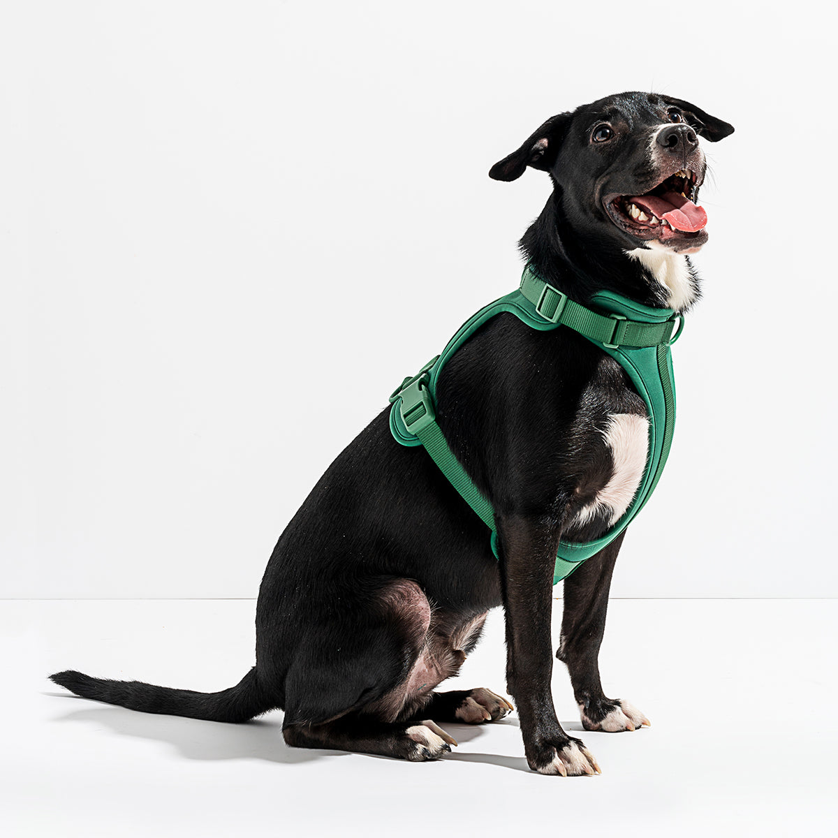 Wild One Dog Harness Large Spruce