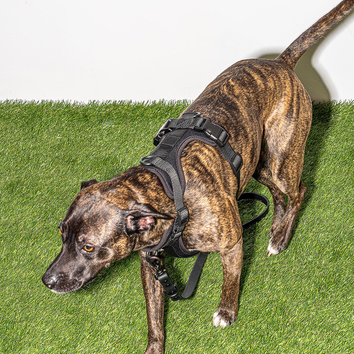 Wild One Dog Harness Medium Black