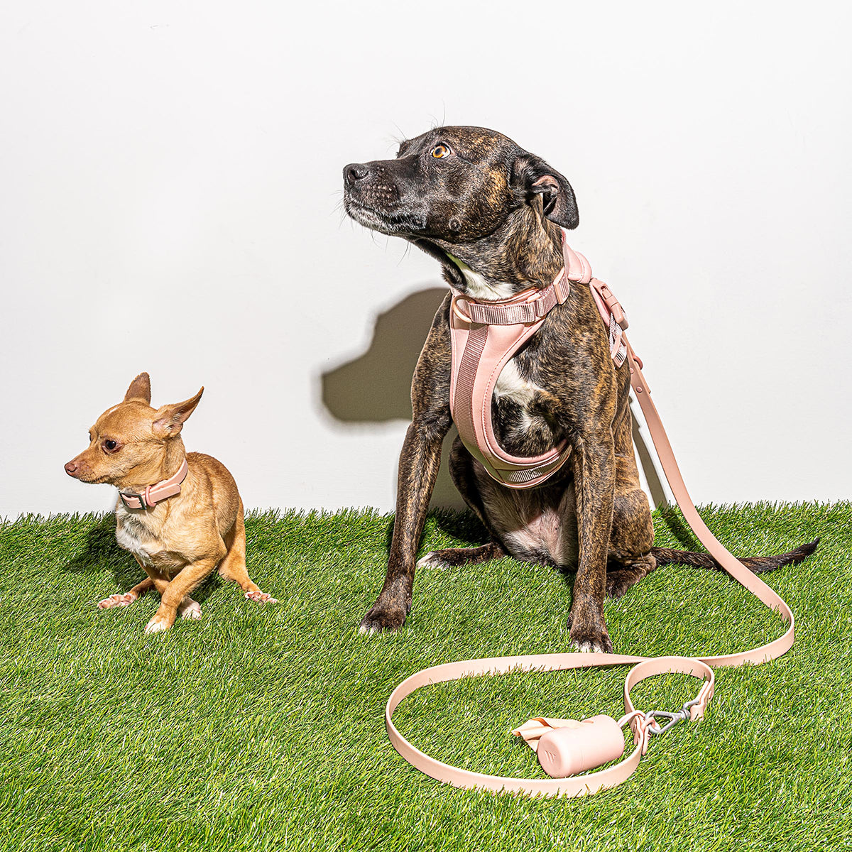 Wild One Dog Leash Standard Blush