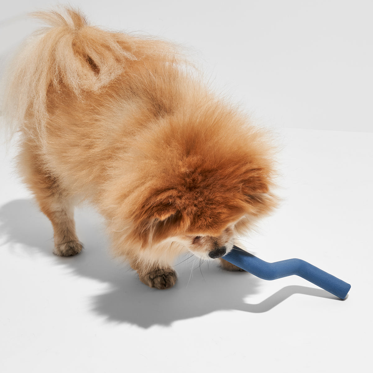 Wild One Dog Toy Bolt Bite Small Navy