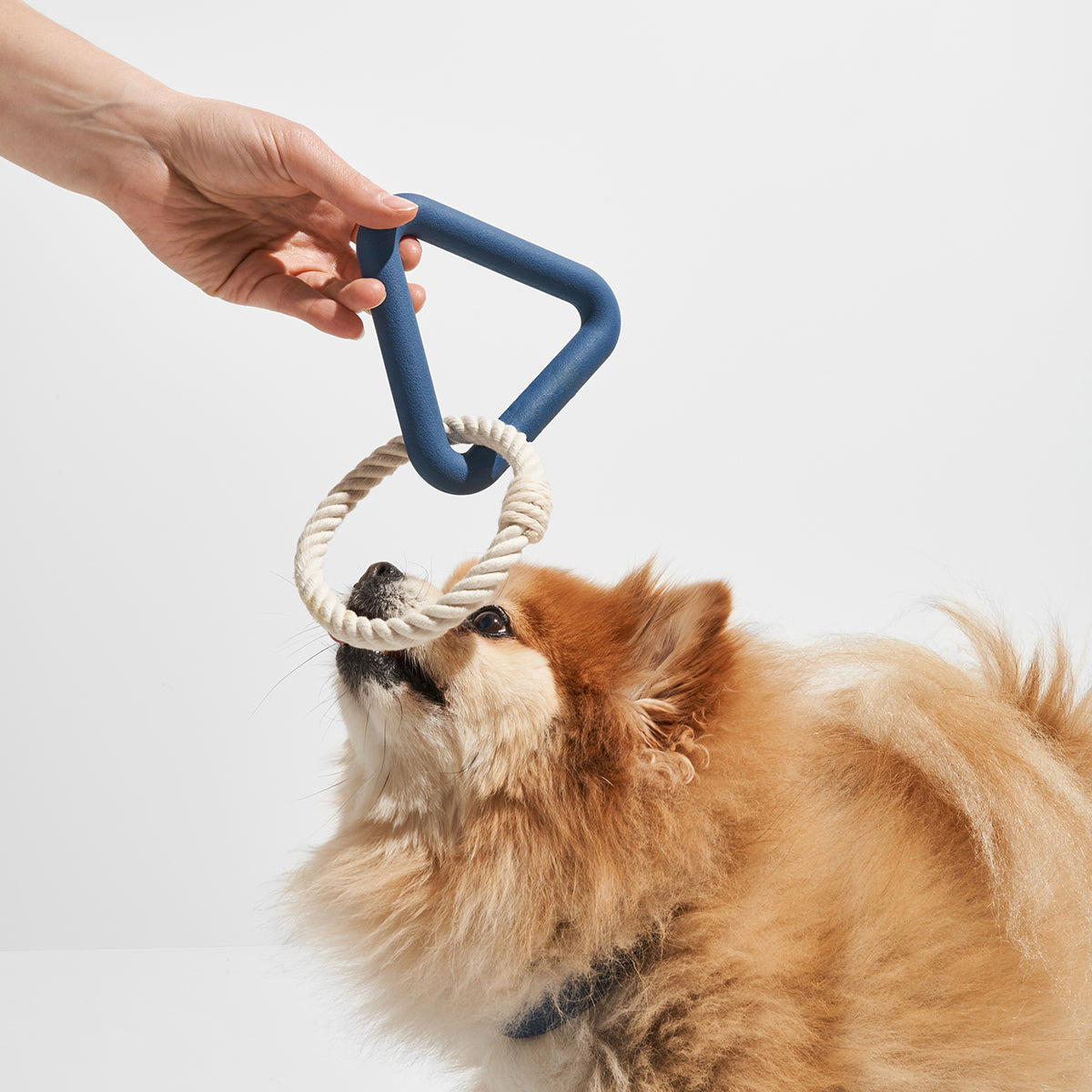 Wild One Dog Toy Triangle Tug Small Navy