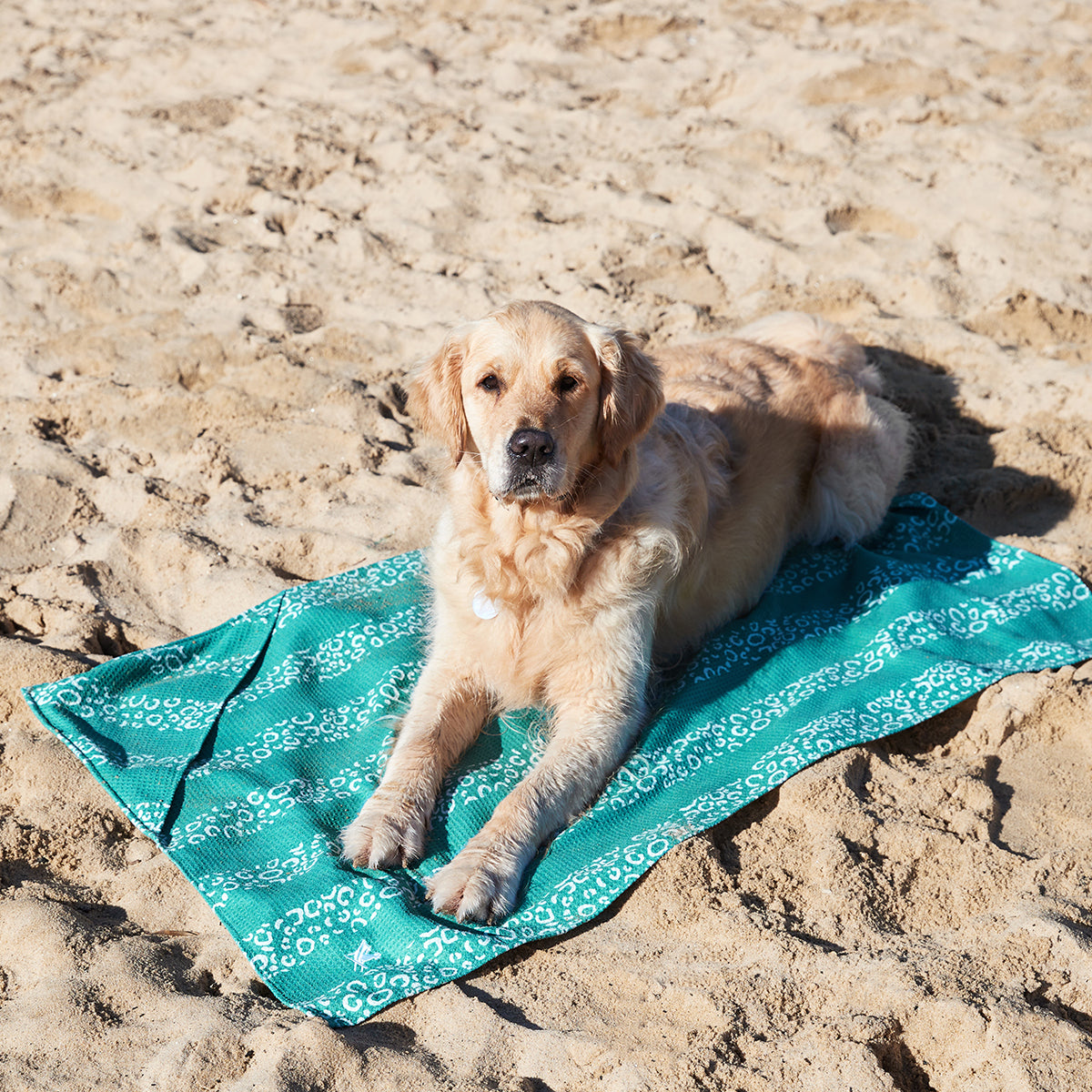 Dog Towel L Woofs Go Wild