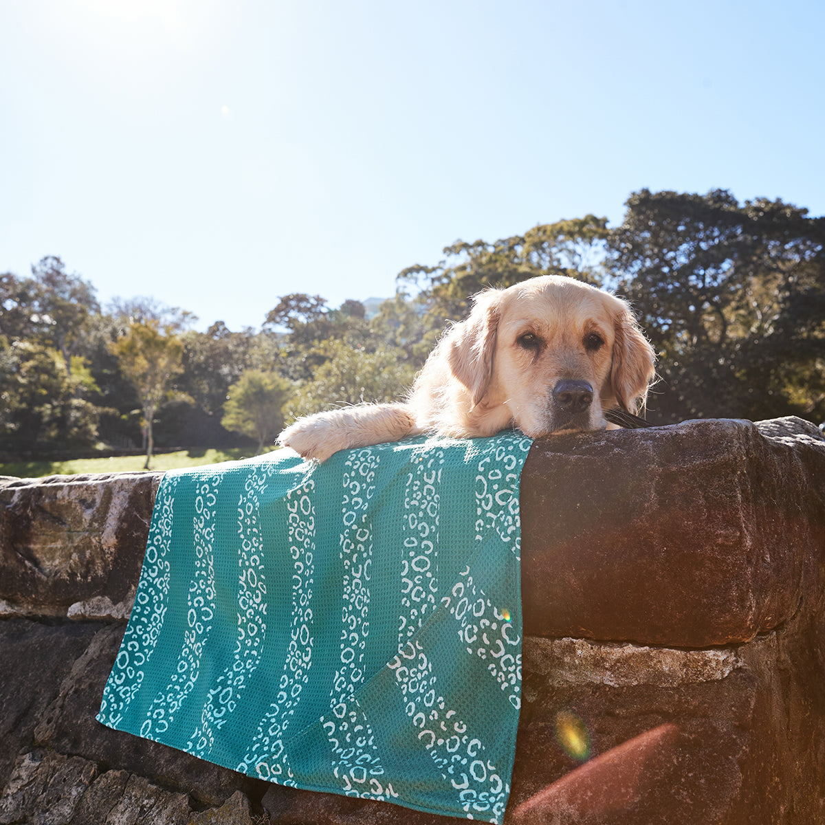 Dog Towel L Woofs Go Wild