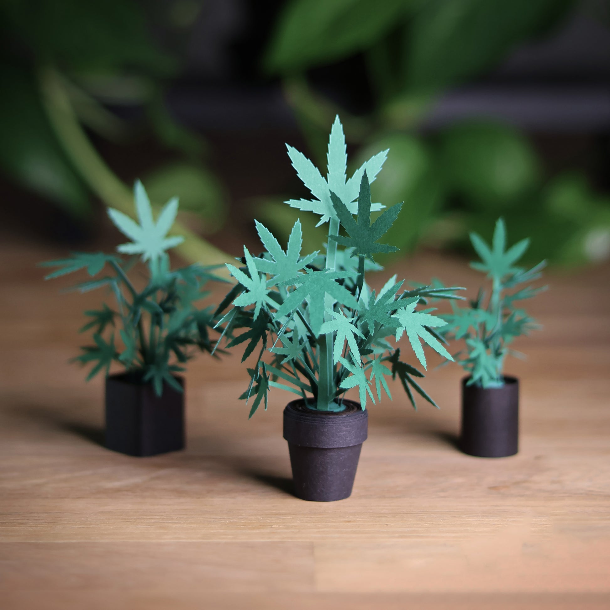 Pikkii Paper Weed Plants