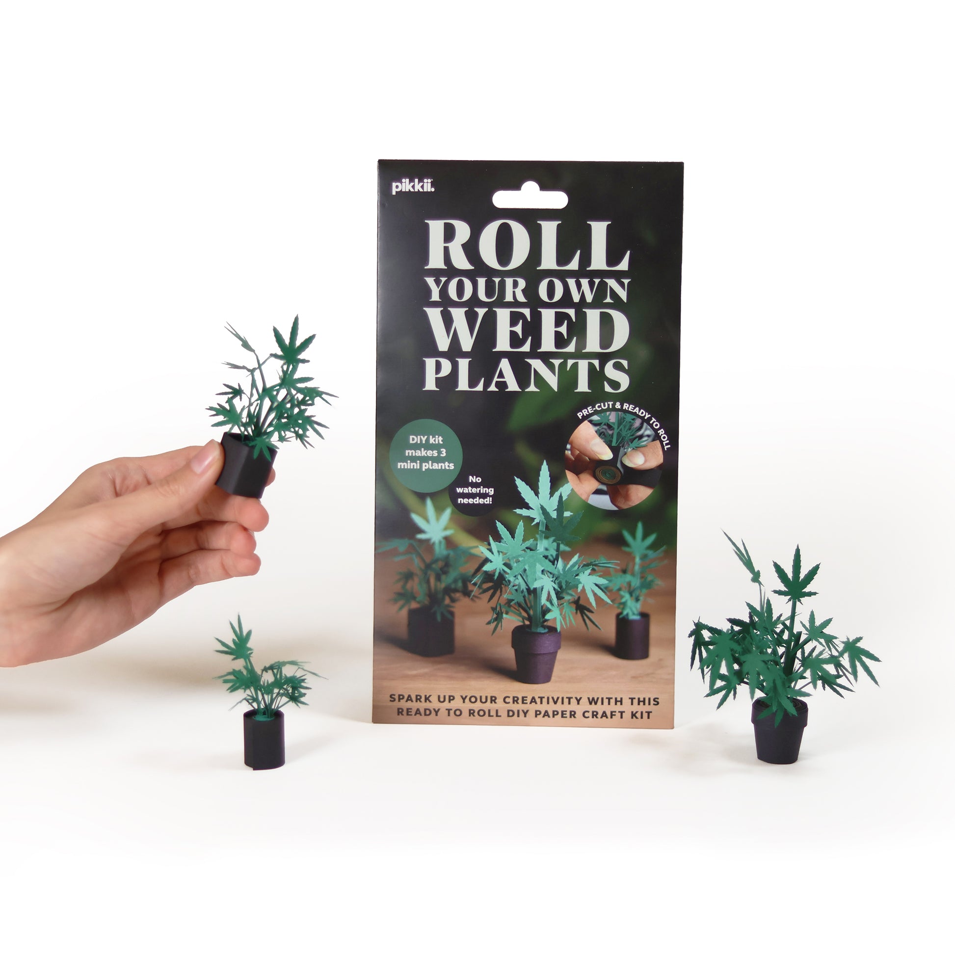 Pikkii Paper Weed Plants