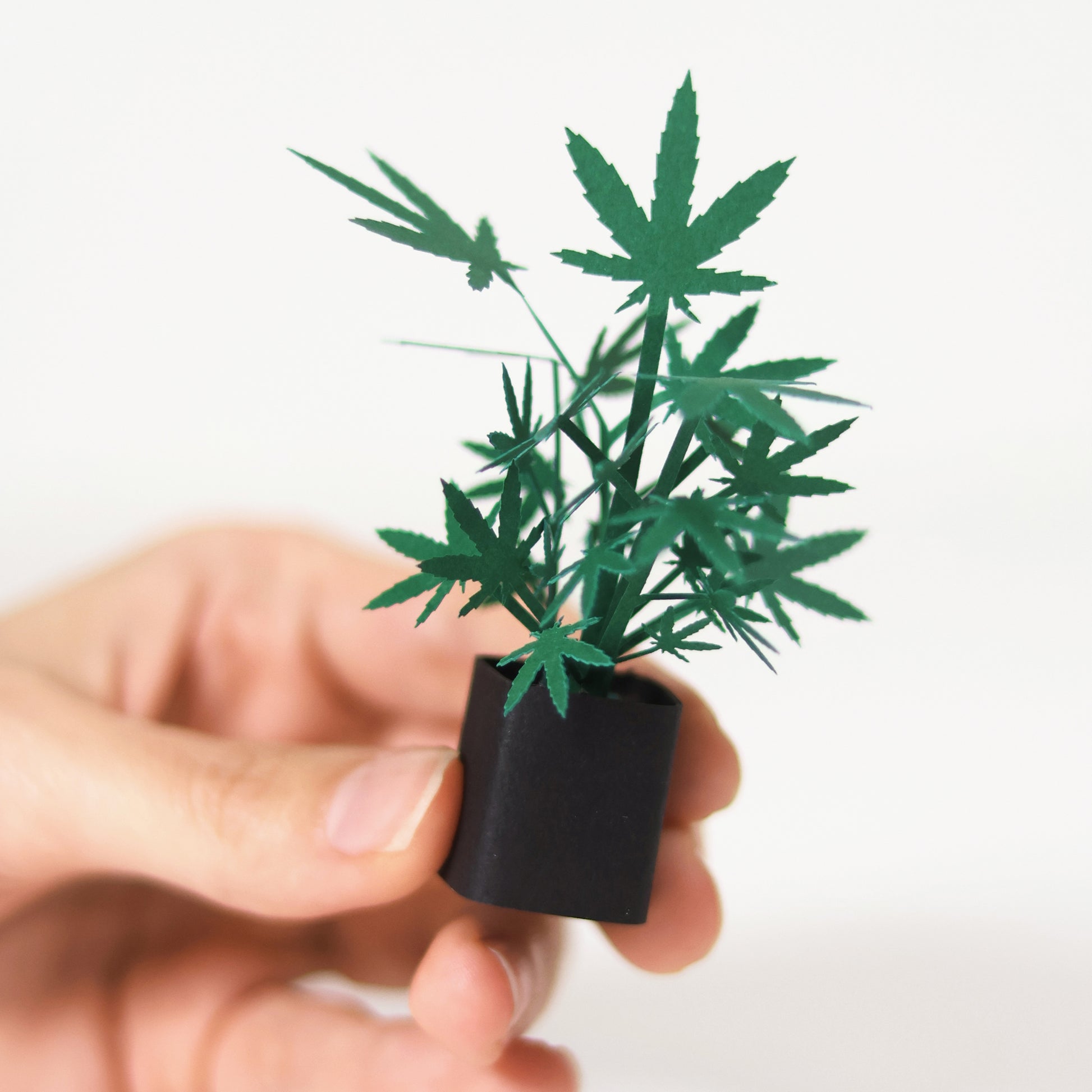 Pikkii Paper Weed Plants