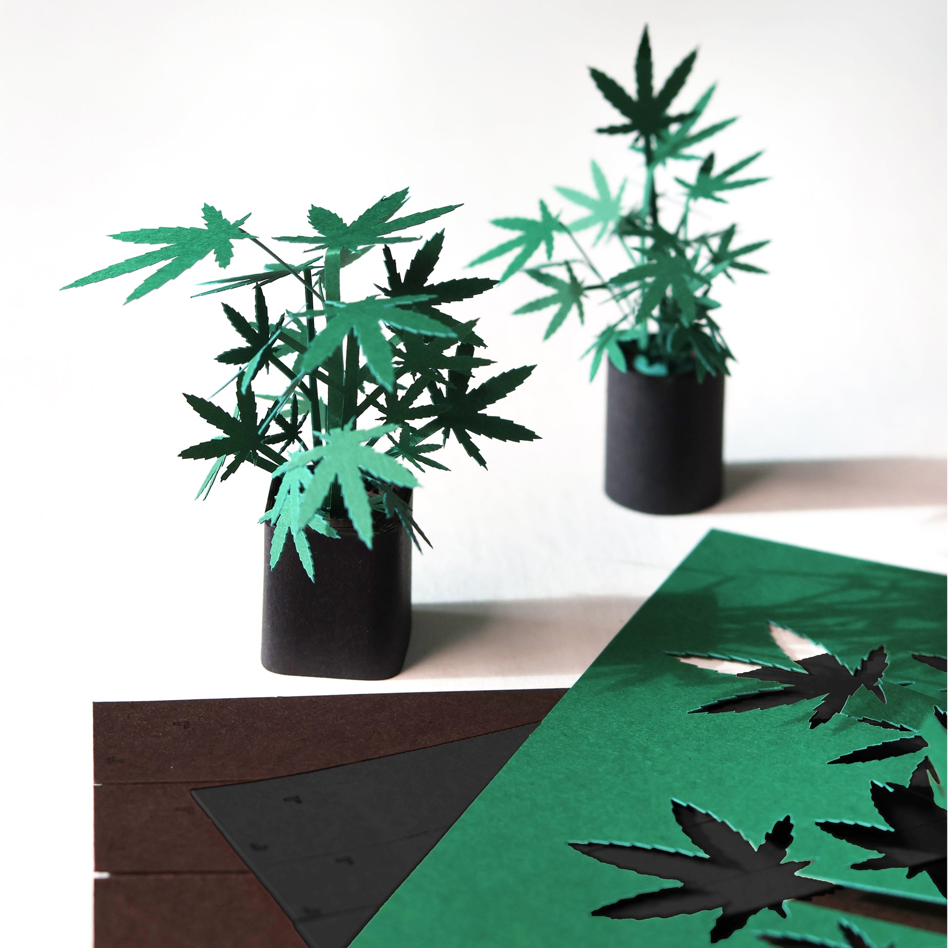 Pikkii Paper Weed Plants