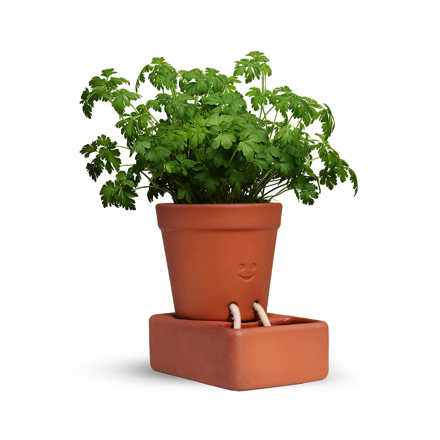 Pikkii Planter Self Care