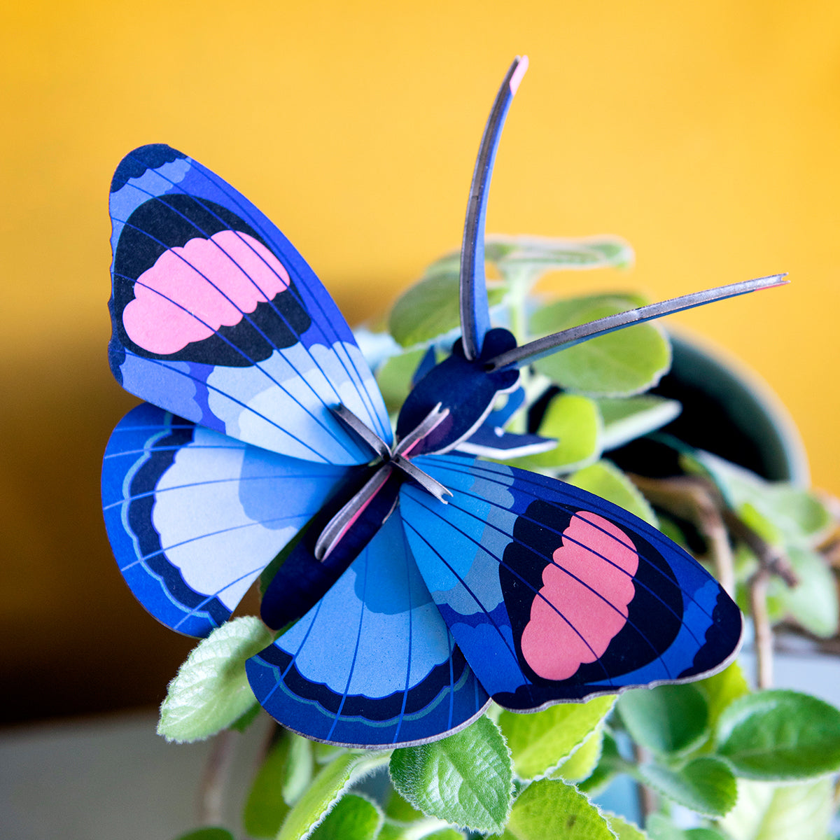 Wall Art Butterflies (B7) Peacock Butterfly