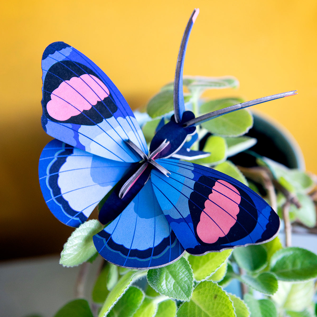 Wall Art Butterflies (B7) Peacock Butterfly