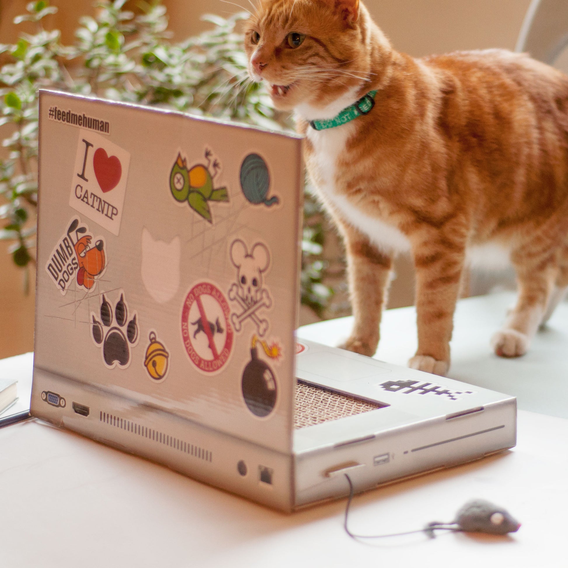 Suck UK Cat Playhouse Scratch Laptop