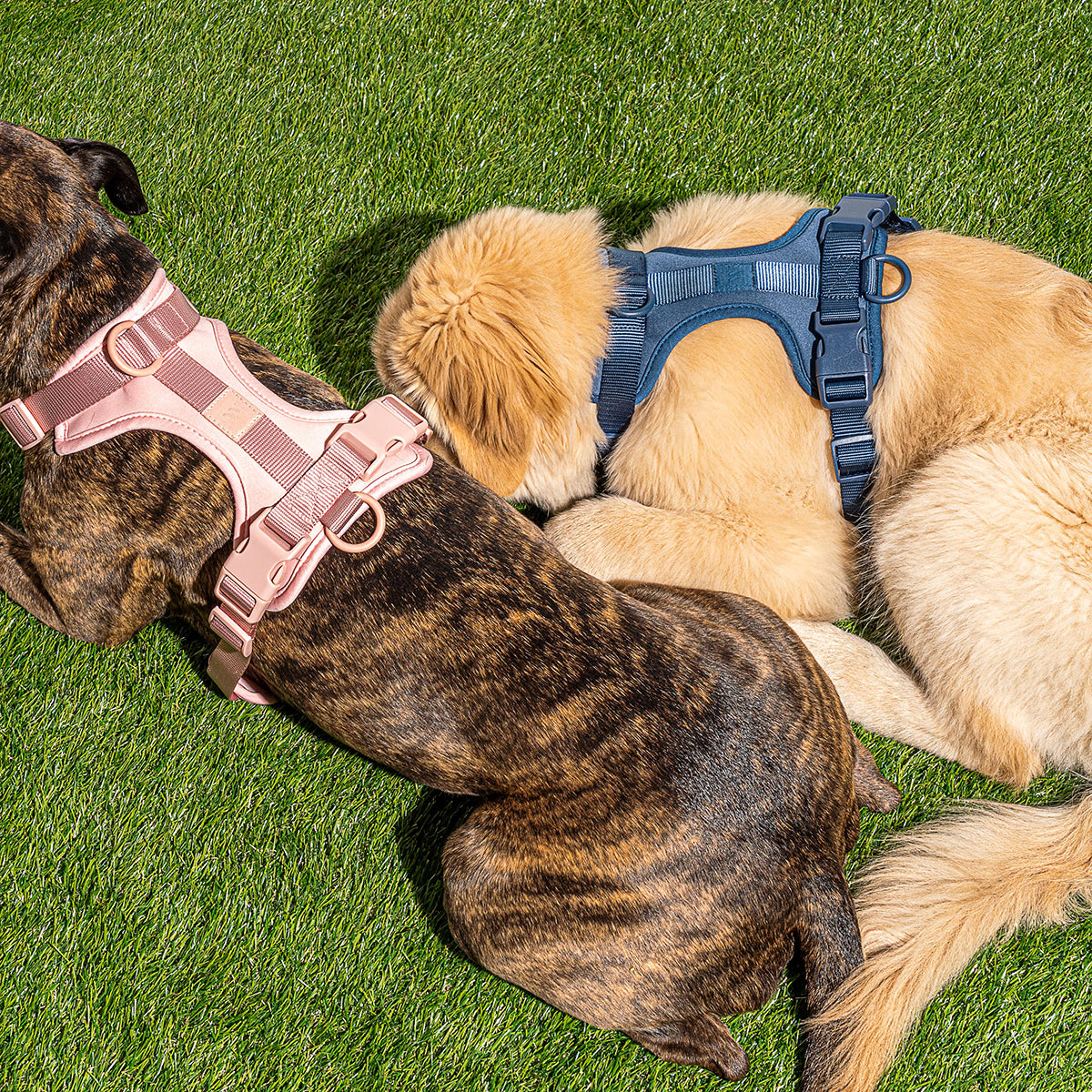 Dog Harness Large Blush