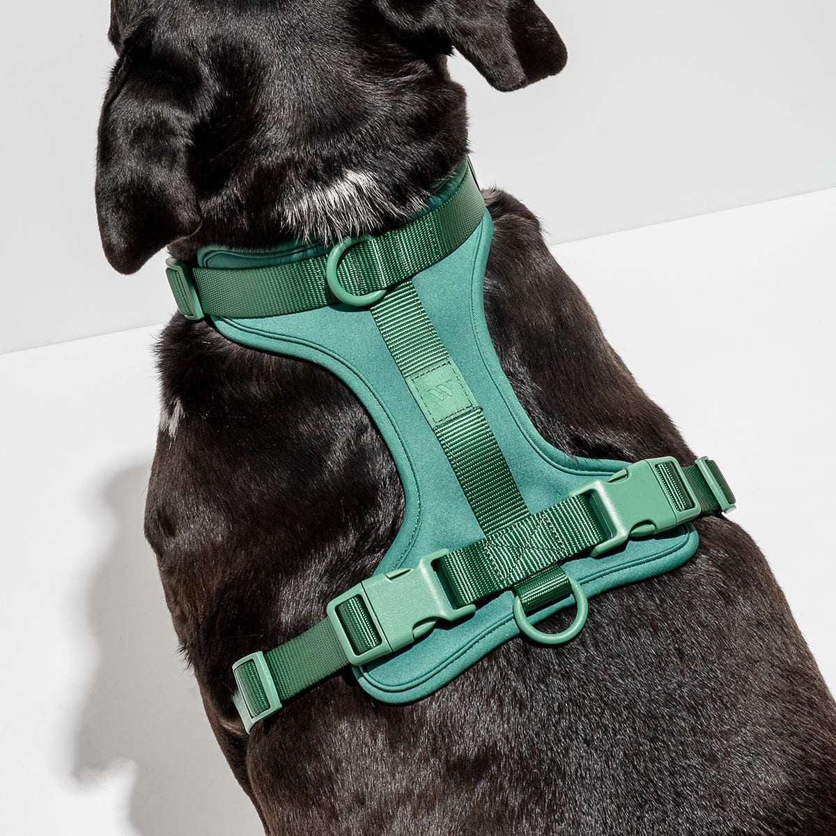 Dog Harness Large Spruce