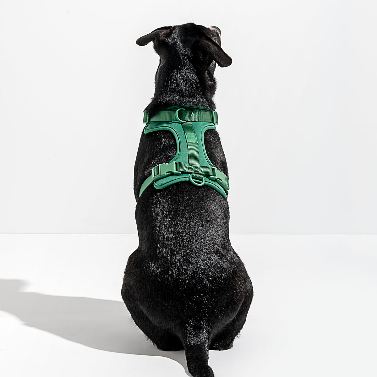 Dog Harness Large Spruce