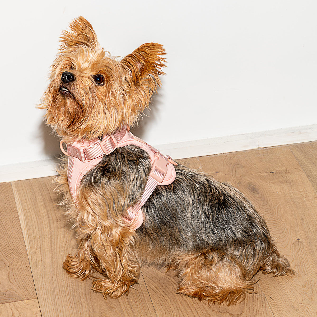 Dog Harness Small Blush