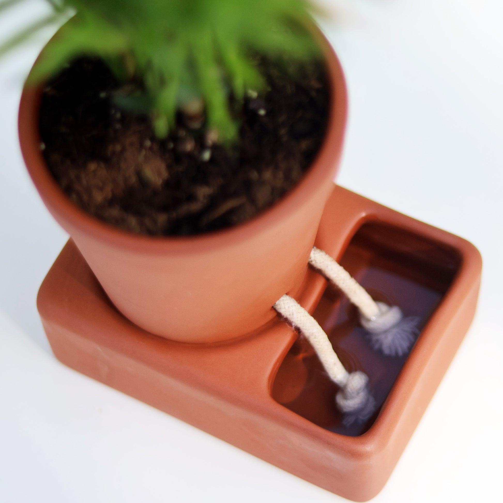Pikkii Planter Self Care